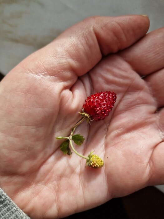 En hand håller en mogen och en omogen smultron tillsammans med några blad.