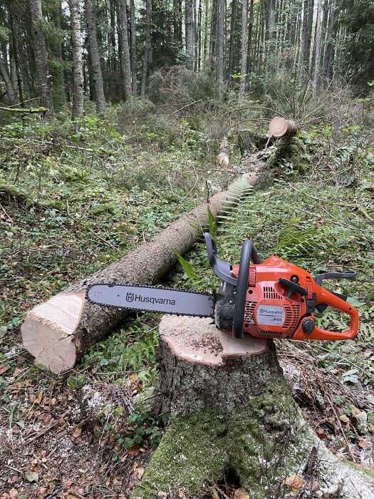 Skog, fälld träd, motorsåg, stubbe, Husqvarna, avverkning, grönska, natur, utomhus, självverksamhet, skogsarbete.