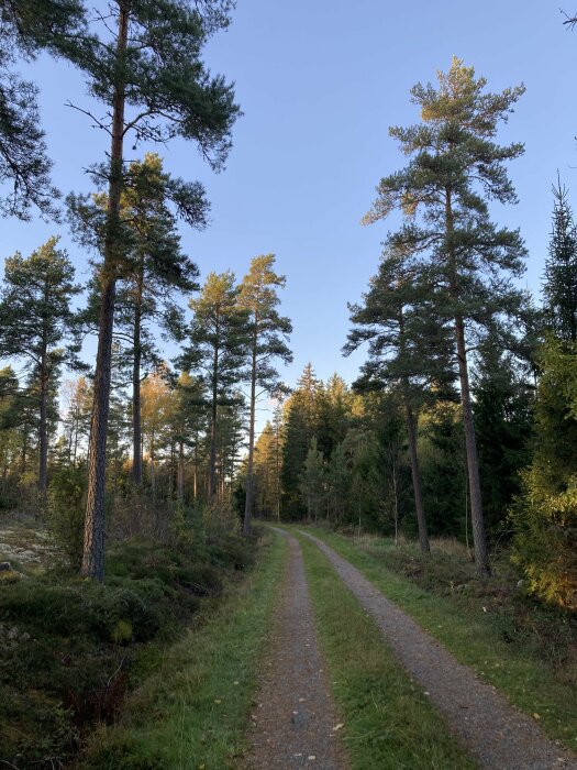 Skogsväg, tallar, gröna träd, blå himmel, solnedgång, fredfullt, natur, ingen människa synlig, skönhet, friluftsliv.