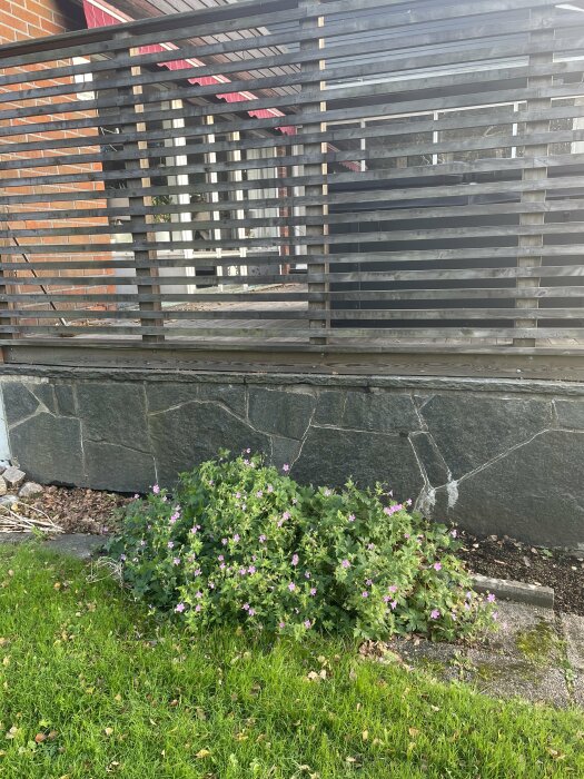 Trädgård med blommande buske, trästaket, gräs, stenfasad och reflekterande fönster bakom. Urban miljö, dagtid.