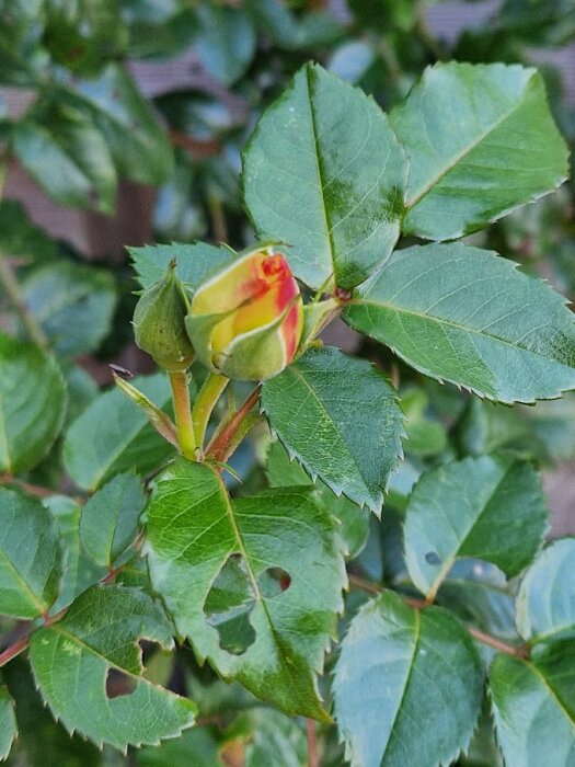 Rosknopp med gröna blad nära att blomma, små skador på bladen, natur, trädgårdsväxt.