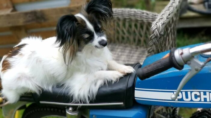 En hund ligger på sadeln av en blå och vit Puch-moped utomhus nära en flätad stol.