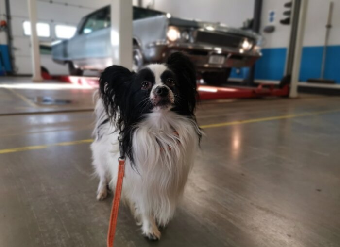 Söt hund i sele framför suddig bakgrund med bil på lyft i garage.