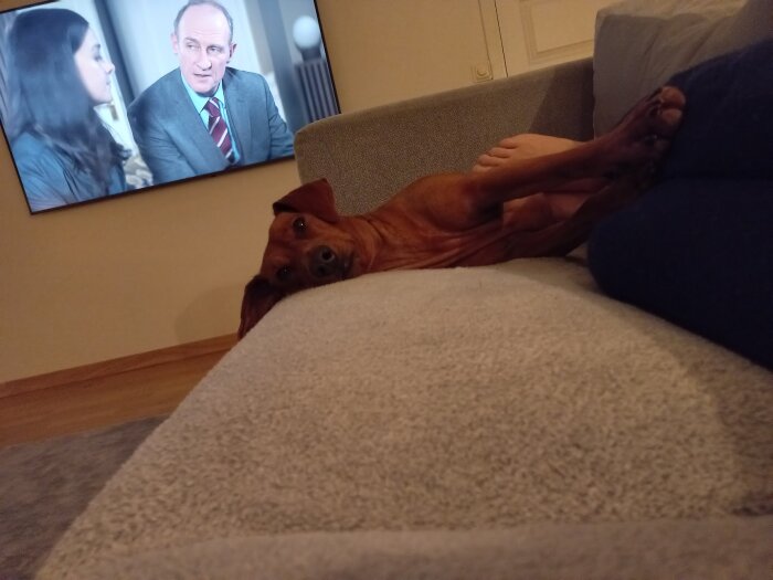 Hund vilar på soffa framför TV, med människors fötter i bakgrunden.