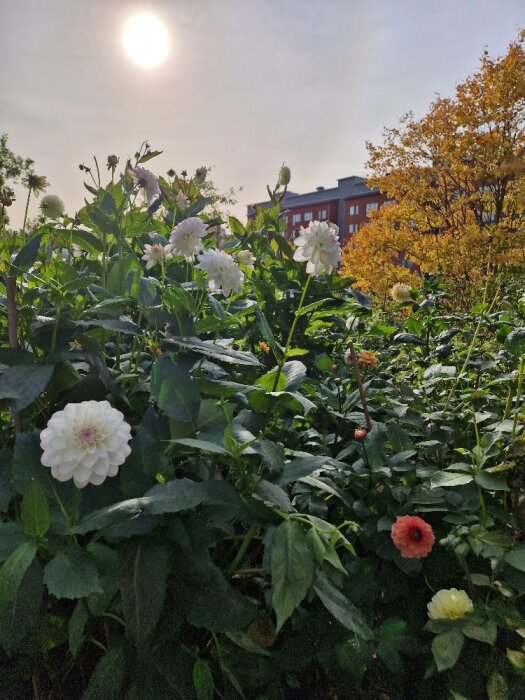 Solig dag, blommande dahlior, grönt bladverk, byggnad i bakgrunden, klart himmel, stadsmiljö.