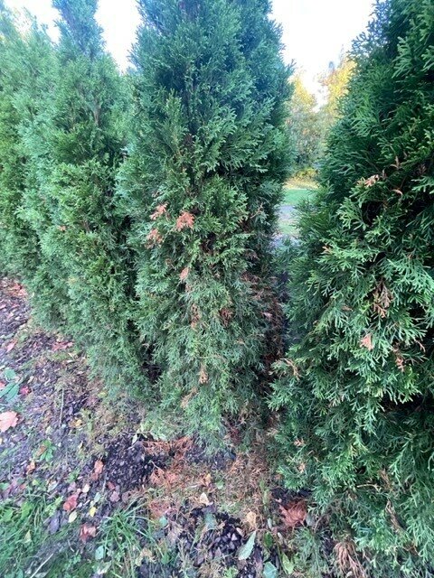 thuja 3.jpg