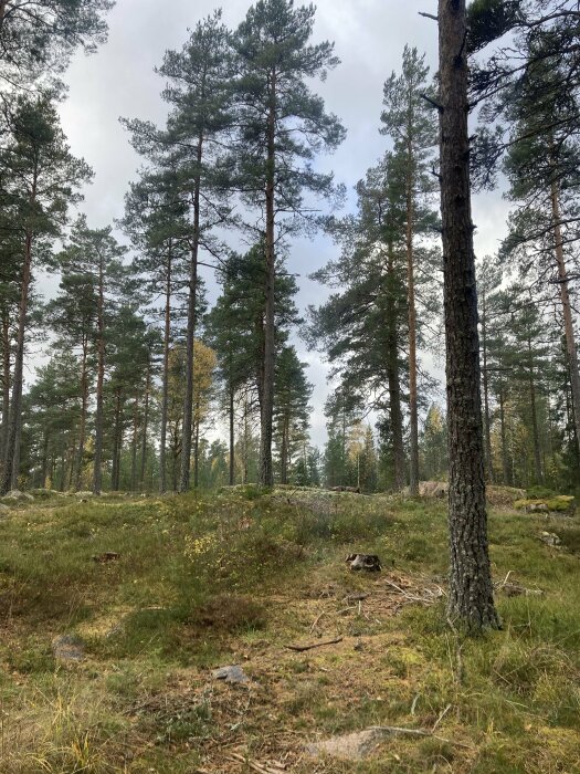 Skog med tallar, gräs, stenar, naturlig terräng, mulet väder, lugn atmosfär, vild natur, ingen synlig mänsklig aktivitet.