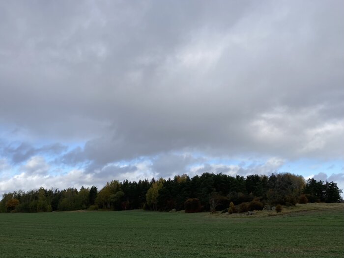 Molnig himmel, grönt fält, höstträd, dagsljus, ingen människa, lugnt natur landskap, sannolik kyligt väder.