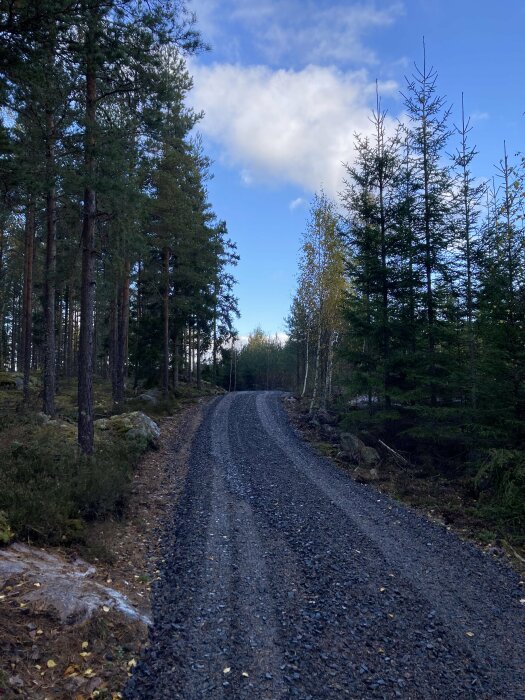 Grusväg genom skog med barrträd och lövträd, himmel med moln i bakgrunden.