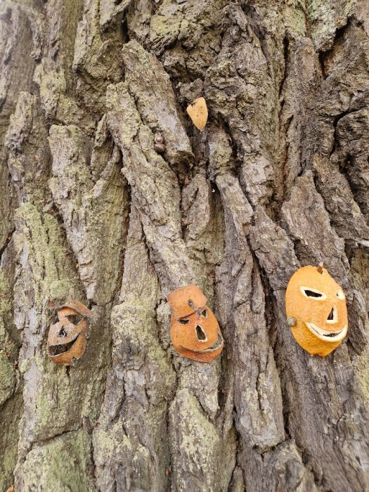 Tre utskurna pumpalyktor sitter på barken av ett träd. Höstlig, konstnärlig, humoristisk.
