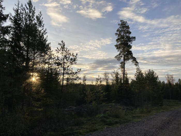 Solnedgång över skog och grusväg, ljusstrålar bryter genom moln, gröna träd, lugn natur, frisk luft.