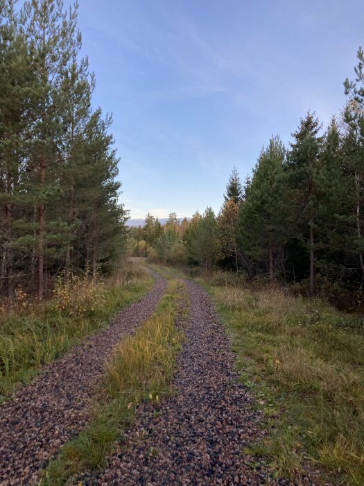 Grusväg buktar genom skog, grönt gräs, blå himmel, lugn natur.