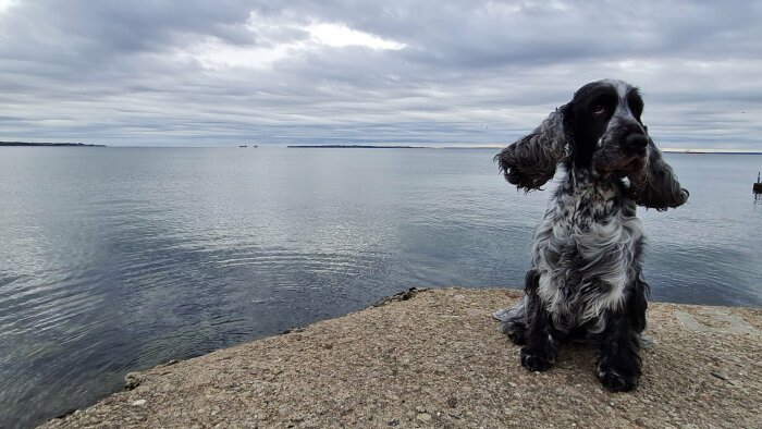 Engelsk cocker spaniel på brygga framför lugnt hav, molnigt himmel, båtar i fjärran.