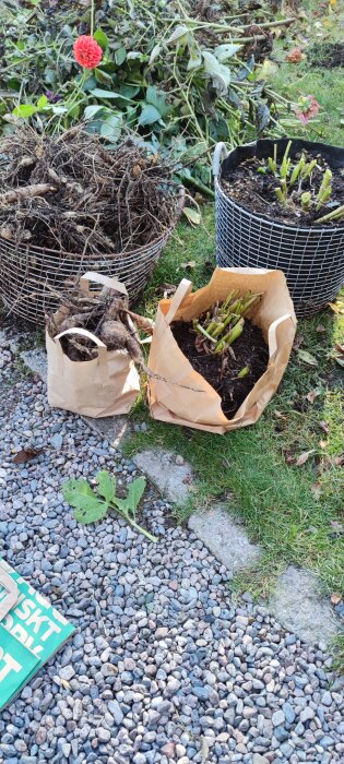 Trädgårdsavfall, döda växter, papperskassar med jord och rötter, grusstig, klippt gräs, röd blomma, gröna blad.