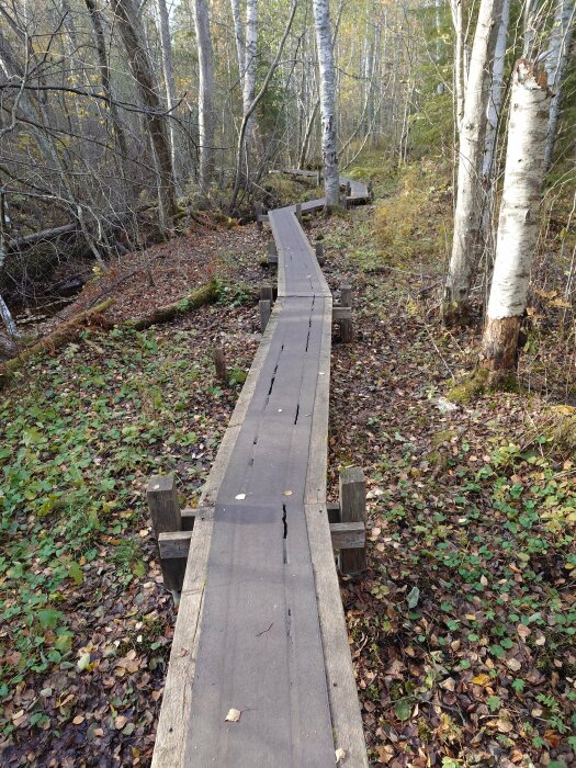 Träspång leder genom en höstig, lövfylld skog med björkar. Lummig, naturstig, fritt från människor.