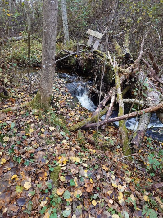 Lövklädd skogsmark, litet vattendrag, överblivet träkonstruktion, höstiga färger, nedfallna löv, naturens lugn.