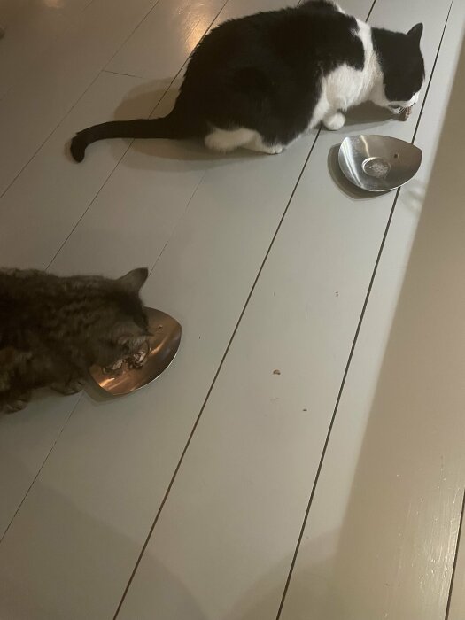 Två katter äter ur matskålar på ett trägolv i hemmiljö.