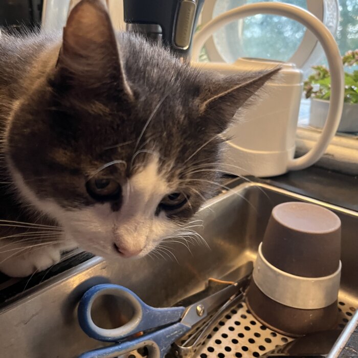 Gråvit katt spanar nyfiket i kök nära diskho, sakéring med sax och kaffekokare.