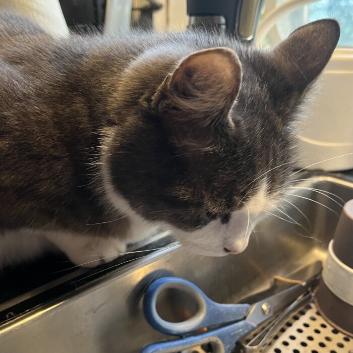 Grå och vit katt som ligger avslappnat på en köksbänk bland redskap.