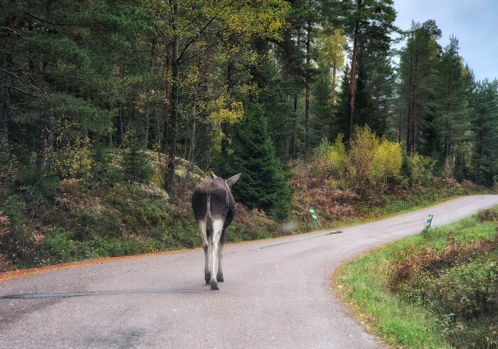 Älg vandrar ensam på en skogsväg omringad av höstträd.