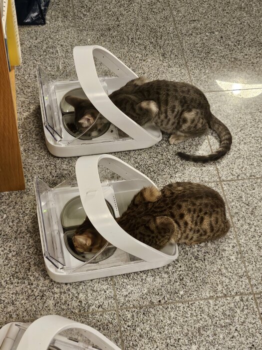 Två katter leker med omkullvälta, vita plastfoderautomater på ett kakelgolv.