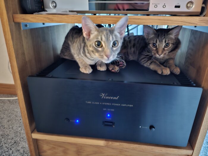 Två katter vilar på en stereo förstärkare inuti en trähylla.