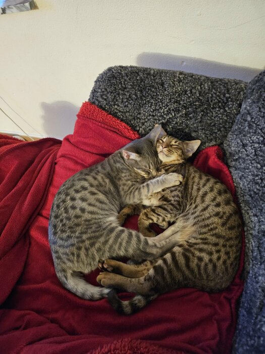 Två katter kramas och sover tätt ihop på en röd filt.