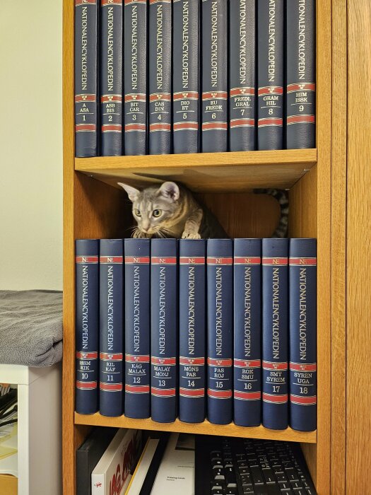 Katt gömmer sig bland bokhylla full av uppslagsverk, nyfiken blick, roligt inslag i studiemiljö.