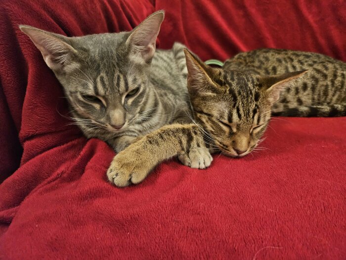 Två katter sover tätt ihop på röd filt.