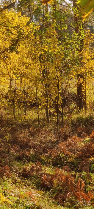 Höstskog med gyllene lövverk, solljus, och bruna ormbunkar. Naturens skönhet i oktober.