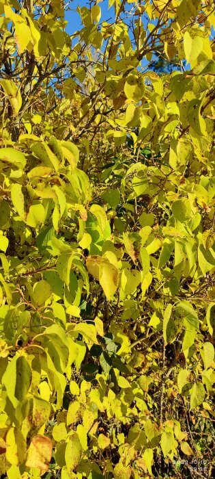 Solljus, gula och gröna blad, höstiga nyanser, buske, klar himmel, naturscen, datumstämpel nederst höger.
