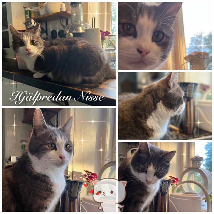 Collage av katten Nisse, olika poser, hemmiljö, text "Hjälpredan Nisse", tecknad kattikon med hjärtan.