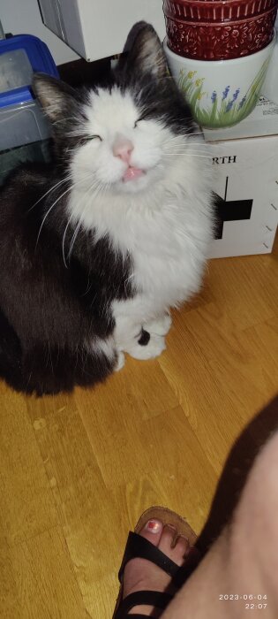 Svartvit katt blinkar, visar tunga, inomhusmiljö, trägolv, blommiga keramikkärl, fot med sandal framför.
