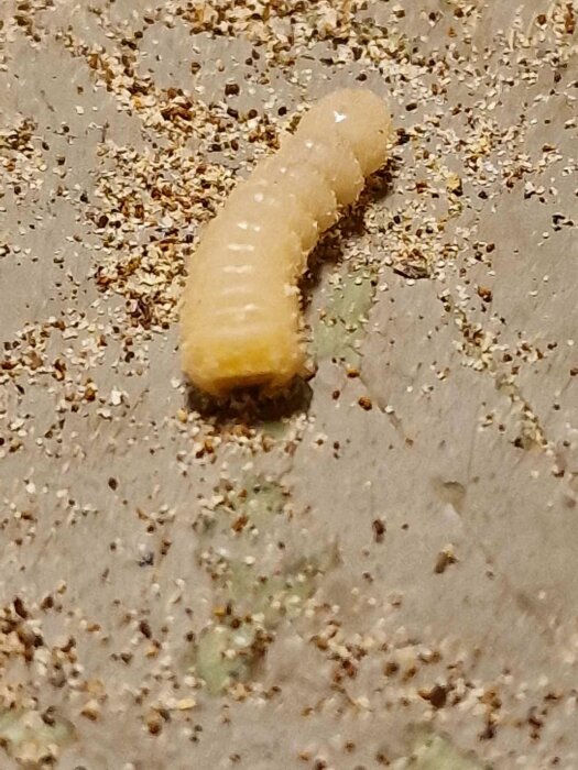 Larv på en sandig yta, brunaktig sand och textur, makrofotografi, otydlig bakgrund, naturligt ljus.