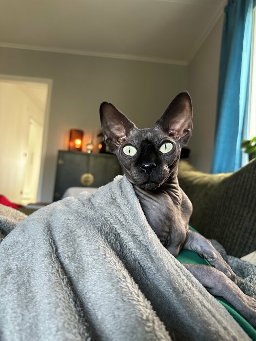 En naken katt, troligtvis en Sphynx, sitter insvept i en grå filt på en soffa.