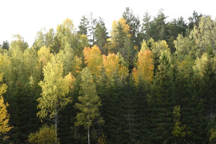 En skog i höstskrud med gröna och gyllene löv, skiftande färger, tät vegetation.