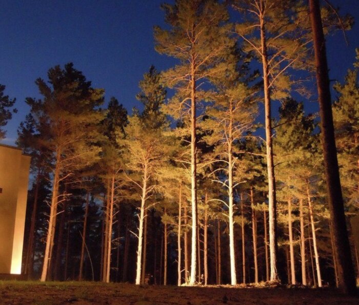 Nattskog belyst av konstgjort ljus, himmel i skymningen, byggnadens kant synlig, stämning av stillhet och mysterium.