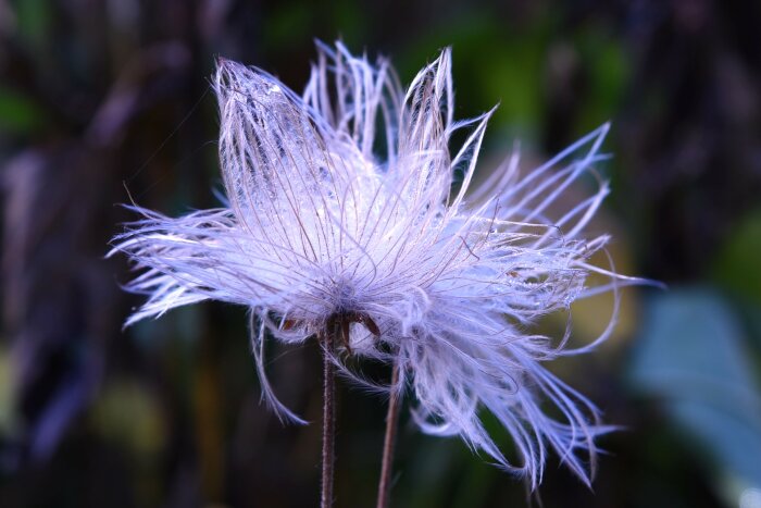 Närbild på fröställning, daggdroppar, genomskinlig, fluffig, växt, blågrön bakgrund, natur, mjuk, eterisk.