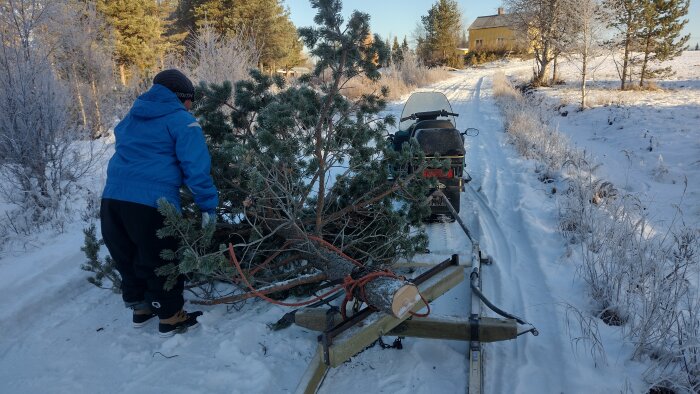 Person lastar gran på släde dragen av snöskoter, snöigt landskap, soligt, vinterdag.