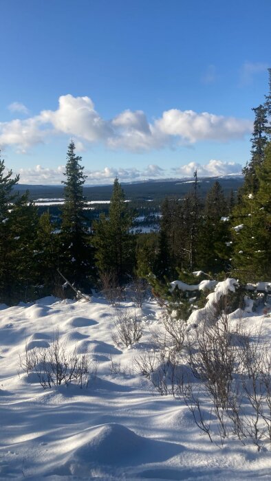 Vinterlandskap, snötäckta träd och mark, blå himmel, flytande moln, soligt, fridfullt, kallt.