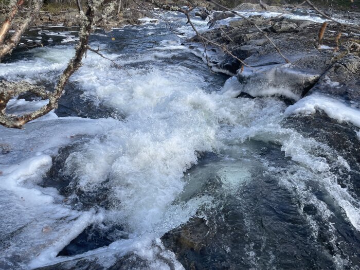 Strömt vatten med is i en skogsbäck, natur, vit skummande flod, stenar, kalla vatten, klart ljus dag.
