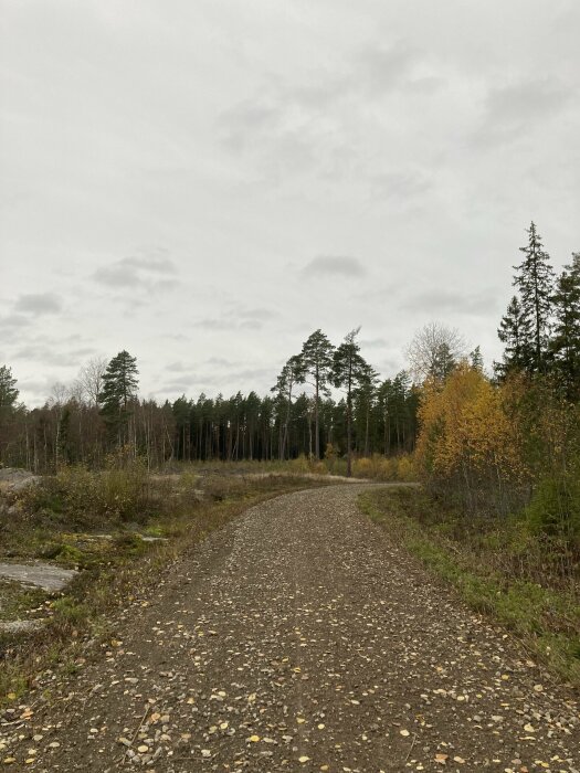 Grusväg slingrar sig genom skog. Mulet höstväder, löv på marken. Naturen ger ett avskalat intryck.