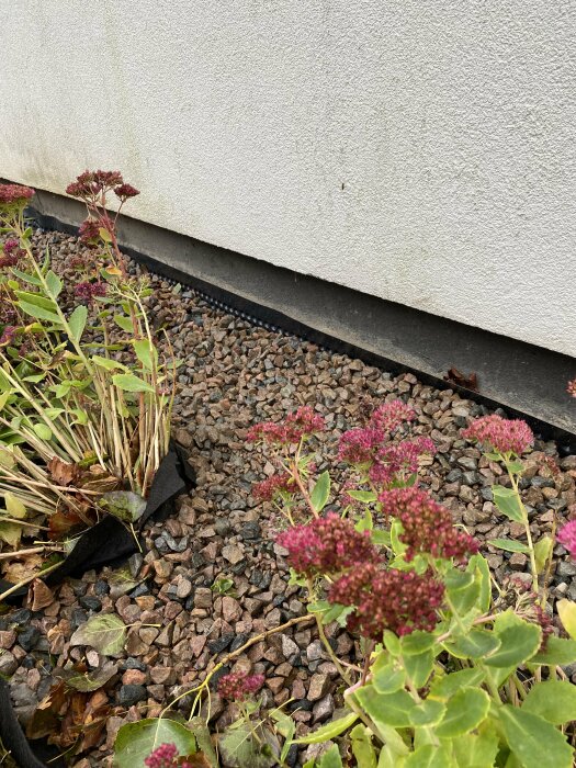 En blomrabatt med torkade rosafärgade blommor och stenar intill en vit vägg.