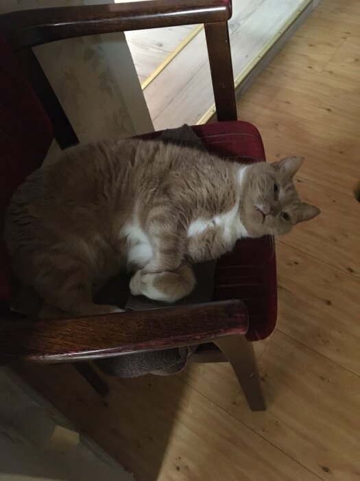 En stor rödbrun katt som vilar slapp i en trästol med röd stoppning inomhus.