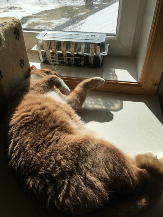 Orange katt sover i solen vid fönster, groddar i behållare, avkopplande, inomhus, päls, tassar, lugn.