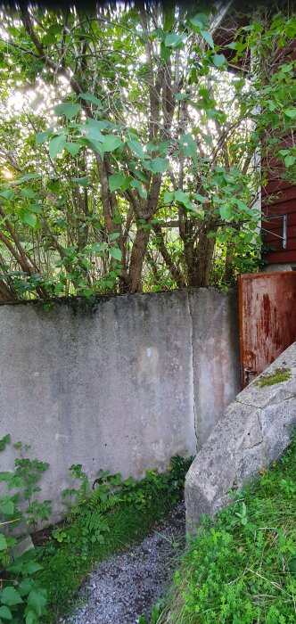 Grön vegetation vid gammal grå betongmur intill röd byggnad och rostig dörr. Skogsbakgrund med ljusinsläpp.