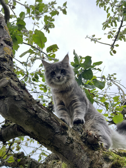 Långhårig katt sitter på trädgren, ser neråt, gröna blad runt om, dagtid.