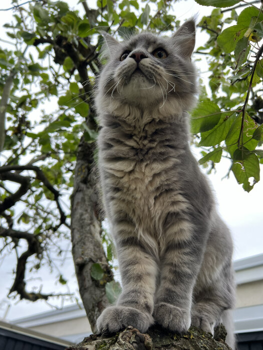 En fluffig grå katt sitter på en gren och tittar uppåt bland gröna löv.