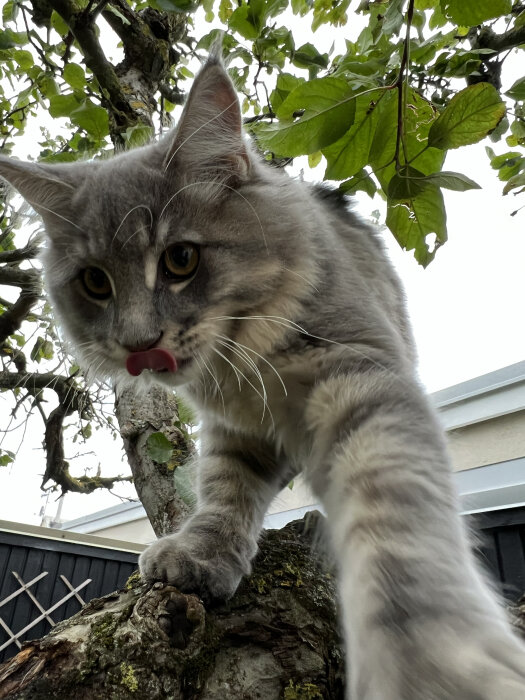 Långpälsad katt på gren, slickar sig om munnen, gröna löv i bakgrunden, utomhus under dagen.