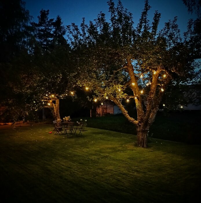 Mysig kvällsträdgård med ljusslingor, träd, gräsmatta och en tom sittgrupp.